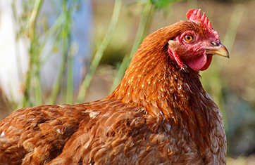 chicken_235hpix
