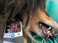 hund_anaesthesie2_172hpix