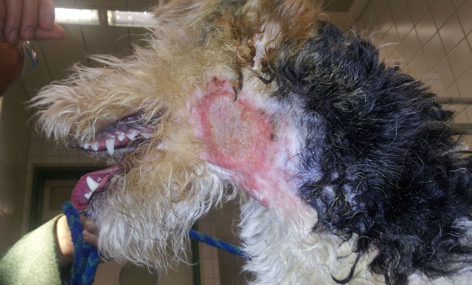 Pyotraumatische_Follikulitis_Hund_1000hpix