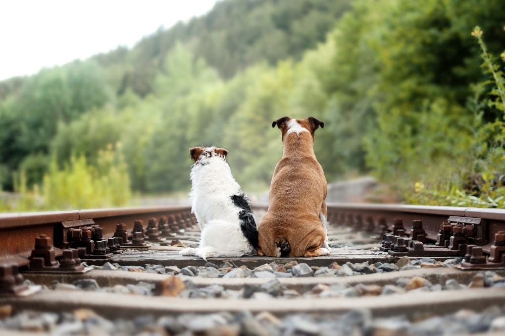 foto_hunde_schienen_1000pix