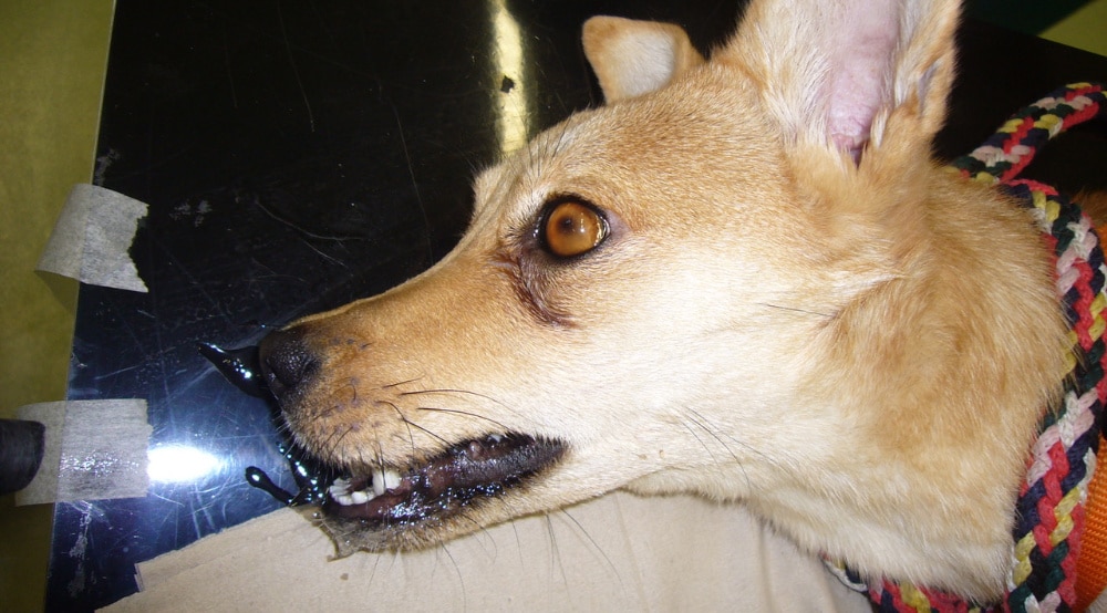 foto_salivation-encephalitis_1000pix