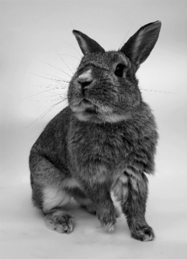 foto-hase