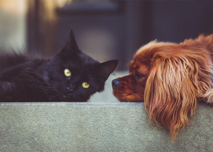 foto-katze-hund